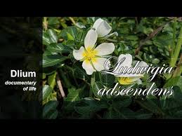 Image result for Ludwigia adscendens