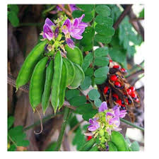 Image result for Abrus fruticulosus