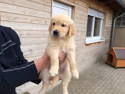 Die grogans adoptieren den knuddeligen labradorwelpen, der im handumdrehen zu einer 50. Hallo Ich Bin Marley Couchdogs