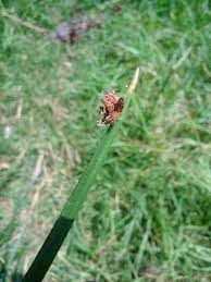 Image result for Schoenoplectus sp.no.3