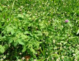 Image result for Trifolium semipilosum
