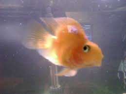 There are a few diseases that a blood parrot cichlid could catch. Photo 5 This Is One Of My Babies I Ve Him Her Si