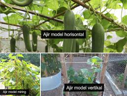 Maybe you would like to learn more about one of these? Panduan Lengkap Cara Menanam Timun Dalam Pot Polybag Kabartani