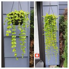 Maybe you would like to learn more about one of these? My Creeping Jenny After A Few Months Plant Progress
