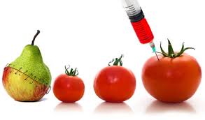This image (to the right) (courtesy of r. Transgenic Organisms What Are They How Are They Modified Commercial Uses And Examples Scope Heal