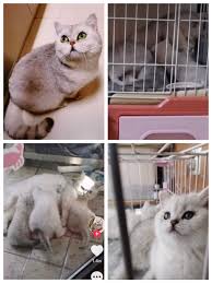In 1987 a domestic cat, named kitty, give birth to two kittens at the age of 30 years. Brave Cat Gives Birth Alone When Owners In Hospital For Nearly Two Months Chinadaily Com Cn