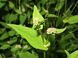 Image result for Persicaria nepalensis