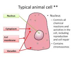 Check spelling or type a new query. Cells The Building Blocks Of Life What Is A Cell Basic Unit Of All Living Things Fully Alive Capable Of Reproduction And Respiration Many Chemical Ppt Download