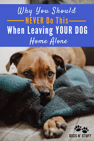 Pin On Best Of Dogs N Stuff