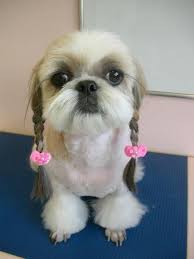 Cute Shih Tzu Sevimli Kopekler Yavru Kopek Bebek Hamster