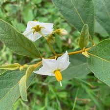 Image result for Solanum campylacanthum 'incanum type'