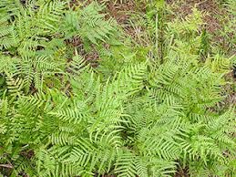Image result for Pteridium aquilinum