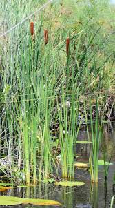 Image result for Typha capensis