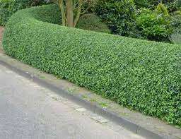 pin na doske cat proof yard