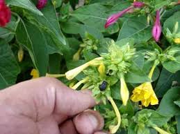 Calyx tubular with 5 lobes, to ca. Collecting Four O Clock Seeds Youtube
