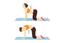 Hands about shoulder distance apart. Cat And Cow Pose Yoga Pregnancy Meridiasibutraminehydrochlorpmy