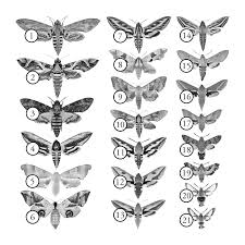 Image result for Convolvulus ocellatus