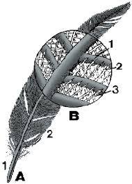 Gray feathers are also interesting. Feather Definition Of Feather By Merriam Webster