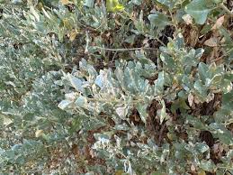 Image result for Atriplex halimus