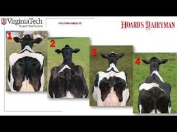 163 Dairy Judging 101 Practice Class H1 Youtube In 2020 Dairy Cattle Animal Science Livestock Judging