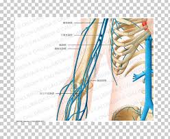 The most important part in our project is the microprocessor design. Finger Shoulder Vein Human Anatomy Png Clipart Abdomen Anatomy Angle Arm Artery Free Png Download