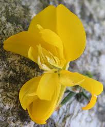 Image result for Ulex