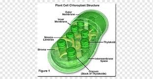 The cell wall is present exclusively in plant cells. Chlorophyll A Chloroplast Mesophyll Plant Cell Absorbed Molecule Leaf Biology Cell Png Pngwing