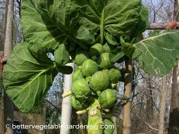 As because the brussels sprouts plants need lots of space to grow. Growing Brussel Sprouts In The Home Garden