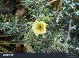 Image result for Argemone ochroleuca