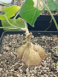 Image result for Coccinia mildbraedii