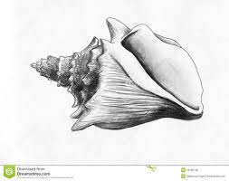 This seashell pencil drawing tutorial is a great art project for kids also. Sea Shell Pencil Drawing Seashell Drawing Sea Shell Sketch Shell Sketch