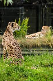 Chester Zoo Opening Times Ticket Info 2020 Visit Chester