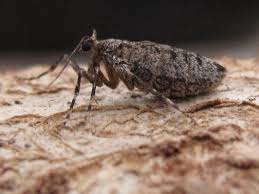 Image result for Operophtera brumata