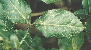 Image result for Euonymus Scale