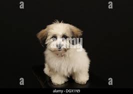 Shih chon hi-res stock photography and images