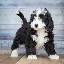 Puppies grow fast and need more food, at first. Are Bernedoodles Smart We Find Out How Clever They Really Are