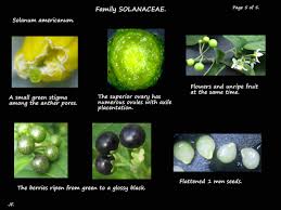 Image result for Solanum americanum