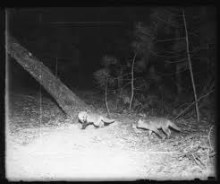 Image result for Turquoise 1961 Tappan