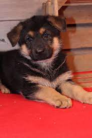 Puppies For Sale Near Me Find Your Puppy Vip Puppies German Shepherd Puppies Cute German Shepherd Puppies German Shepherd Breeders