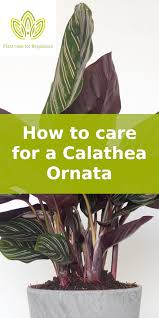 How To Care For A Calathea Ornata Calathea Plant Calathea Plants