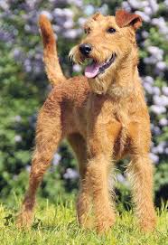 Image result for irský teriér