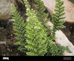 Image result for Cheilanthes hirta