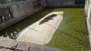 Taman buaya tuaran (crocodile farm tuaran) located in tuaran, northern part of kota kinabalu, sabah. Melihat Tempat Penangkaran Buaya Jinak Di Cibarusah Kabupaten Bekasi Kumparan Com