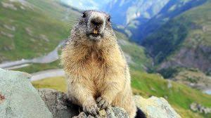 Touristen Essen Murmeltier Und Sterben Murmeltier Tiere Mongolei