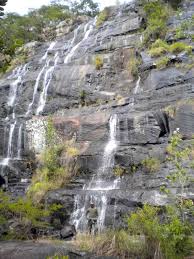 Image result for Micrargeriella aphylla