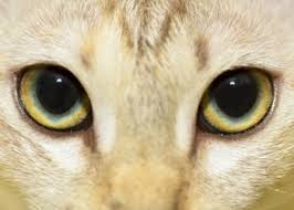 Pin On Animals Discover 272 free cat eyes png images with transparent backgrounds. pinterest