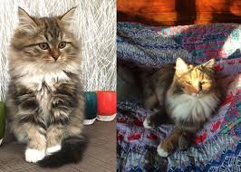 A kitten is the delight of any home… you can meet our kittens now available for adoption at the coronado animal care facility. Siberian Cat Breeders In Seattle Washington Siberian Cat World