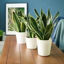Maybe you would like to learn more about one of these? Best Snake Plant Care Tips How To Care For A Snake Plant