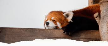 Image result for pandas