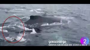 Tami corriendo a las gaviotas en la playa mientras comia una bananita Sirenas Reales Verdad O Mentira Sirenas Reales Sirenas Fotos De Sirena